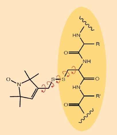 4. Anwendungsbeispiel: Biochemie Spinmarker in der Strukturaufklärung von Proteinen Nitroxid als stabiles Radikal wird gezielt an Cystein