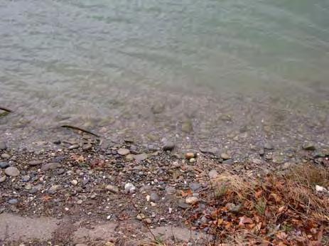 (Wind/starker Wellenschlag) 100 % Schluff/Ton, einzelne Steine aus Uferverbau; nur wenige mm oxidiert; Steinunterseiten bis zu 70%