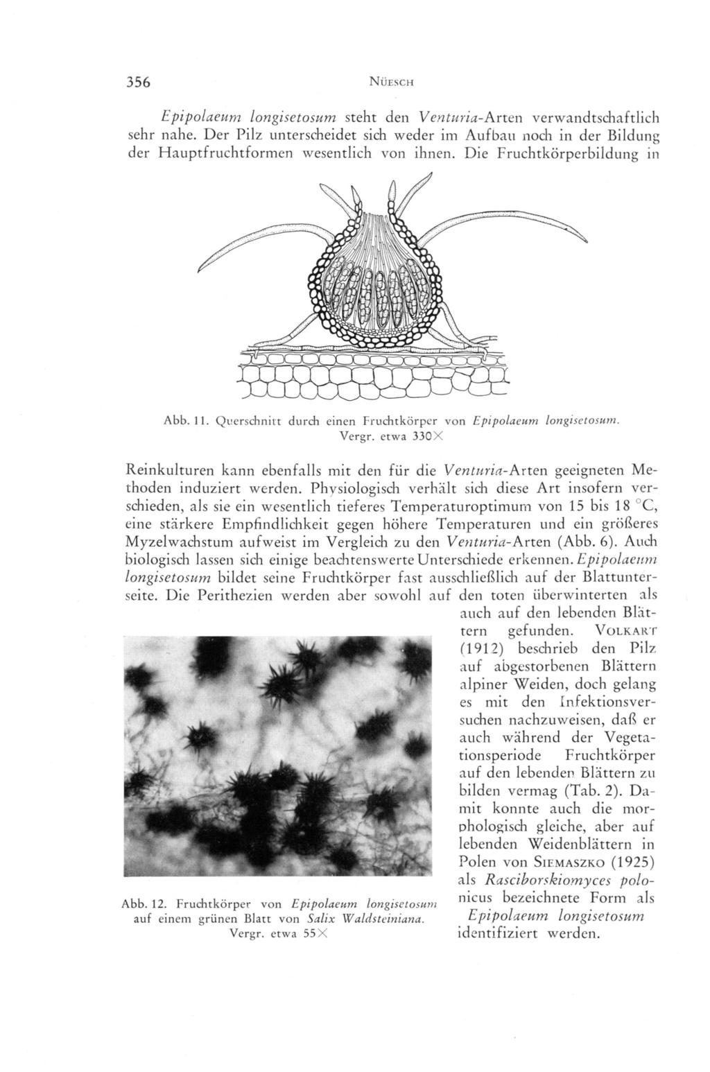 356 Nuesch Epipolaeum longisctosum steht den Venturia-A.rt.en verwandtschaftlich sehr nahe. Der Pilz unterscheidet sich weder im Aufbau noch in der Bildung der Hauptfruchtformen wesentlich von ihnen.
