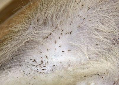 Hans-Dieter Pfannenstiel, Biologe Kleine schwarze Parasiten beim Bock. Sind das Haarlinge?