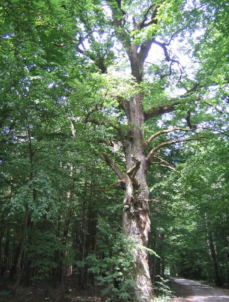 Räumliche Verbreitung: Entlang des gesamten Werntals W WL Wald Laub- und Mischwald Relativ naturnahe Laub- und Mischwaldbestände. Zumeist mittleres bis starkes Baumholz.
