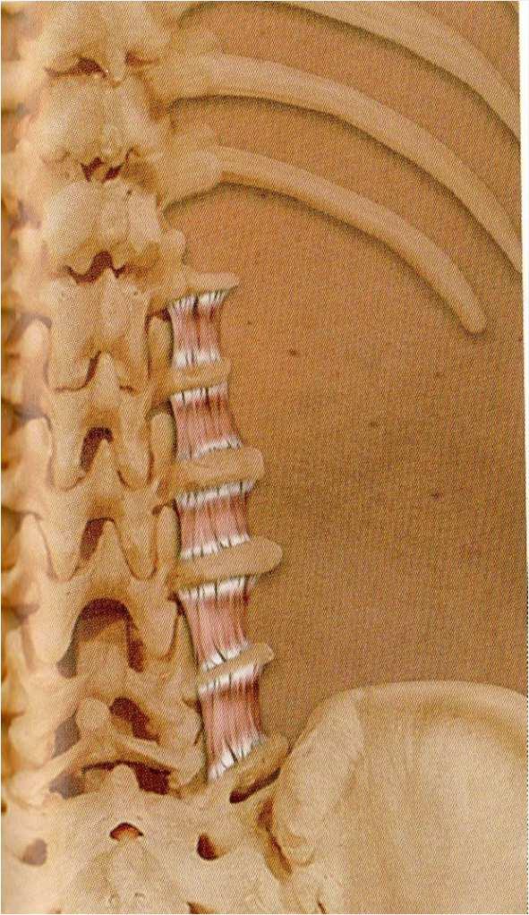 Muskulatur Rückenstrecker (2) M.