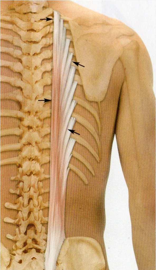 Muskulatur Rückenstrecker (4) M. iliocostalis thoracis Ursprung: Darmbein, Becken, 7.-12. Rippe Ansatz: 1.-7.