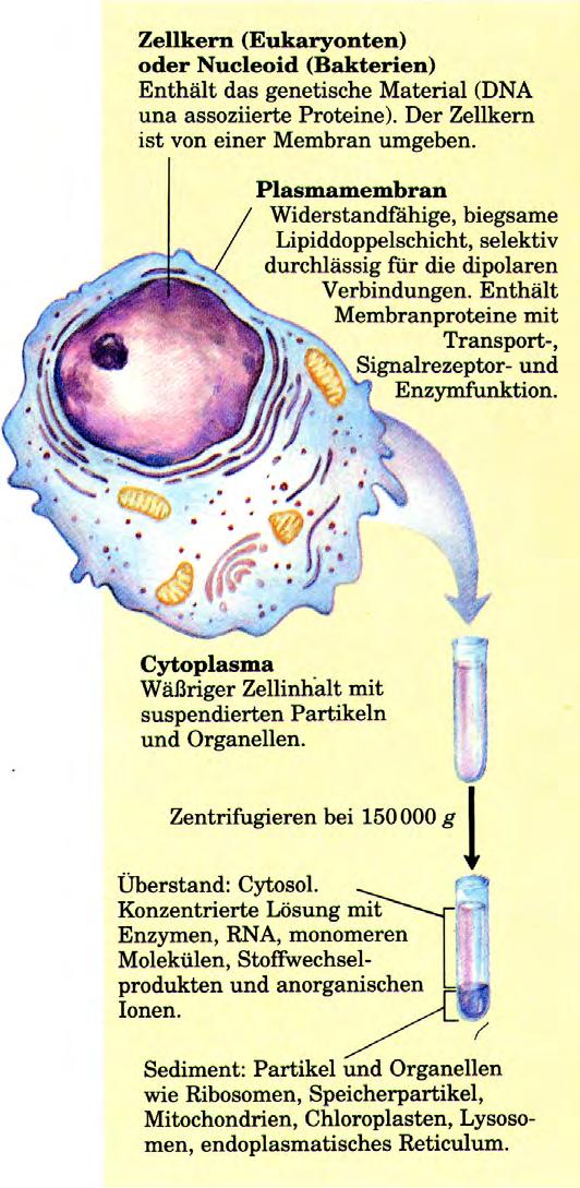 Zellstrukturen und ihre Funktionen Zusammensetzung und Funktion des Cytosols Cytosol = Hyaloplasma = Matrix in pro- und eukaryontischen Zellen Wasser mit Proteinen, Kohlenhydraten, Lipiden,