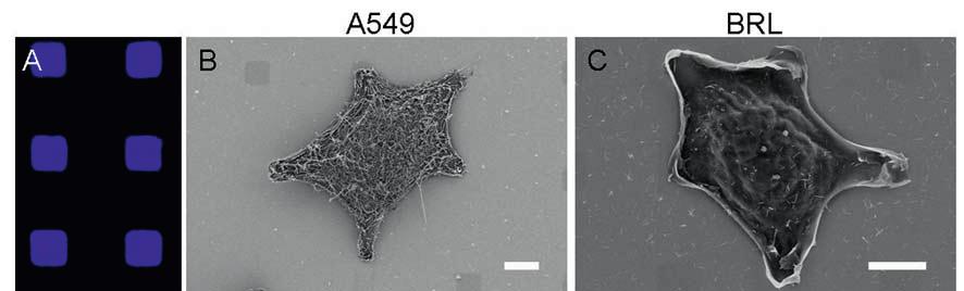 4 Ergebnisse BRL-Zellen sind parenchymale Zellen aus dem Ratten-Lebergewebe. Diese Zellen zeigen im Vergleich zu den A549-Zellen eine komplett glatte Oberfläche mit sehr vereinzelten Mikrovilli.