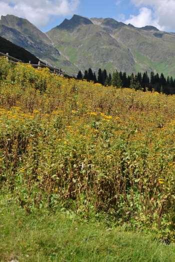 Ökologie des Alpen-Kreuzkrauts Vorkommen von 400
