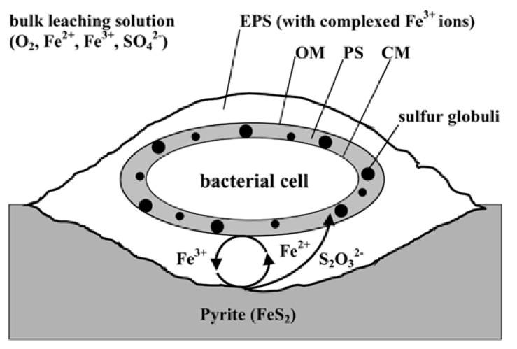 EPS II OM: Outer Membrane PS: