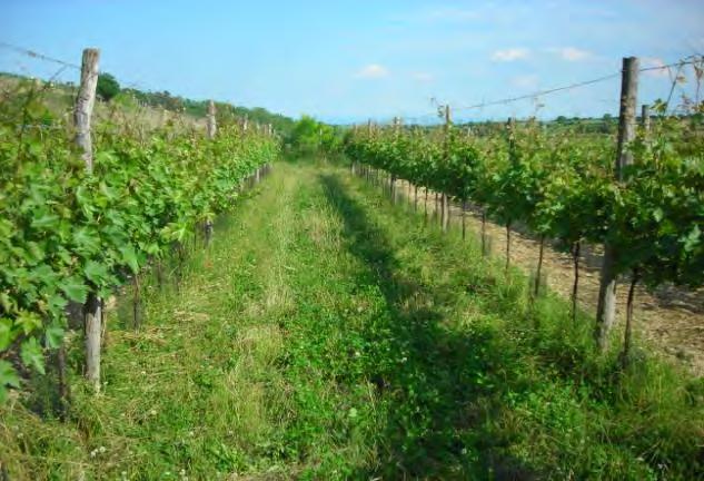 Ein wichtiges Projektziel: Weingarten-Begrünungen zur Förderung der Biodiversität