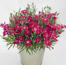 produzieren. Die schönen, leicht duftenden Blüten wecken Kaufimpulse. Daher eignet sich Pink Kisses sehr gut als Geschenkartikel.