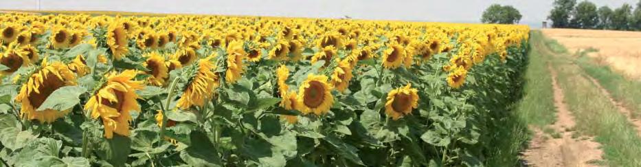 SONNENBLUME Alexandra PR 10% Die Standardsorte bei den offiziellen Versuchen der AGES und den österreichischen Sonnenblumenanbauern, bringt
