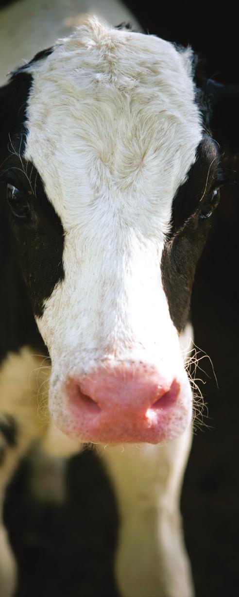 DairyFeed J 1100 Ein frühzeitiger Einsatz von Kraftfutter fördert die Entwicklung der Jungtiere und macht die Milch als teuerstes Futtermittel schnell entbehrlich.
