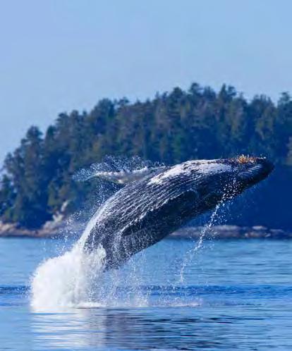 WALBEOBACHTUNG *** BÄRENBEOBACHTUNG VANCOUVER ISLAND Erleben Sie Wale und Bären in Ihrer natürlichen Umgebung... Ausgangspunkt dieser spektakulären Touren ist der Hafen von Tofino bzw.