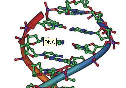 Genetische Coli-F18 Resistenz