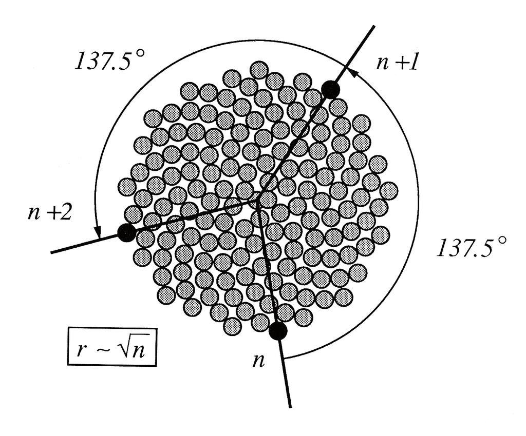 Abbildung : Das Vogel-Modell Begründung: λ = ω π p = ω q π qω = πp. Möglichkeit: ω ist irrational. Es entstehen Spiralen.