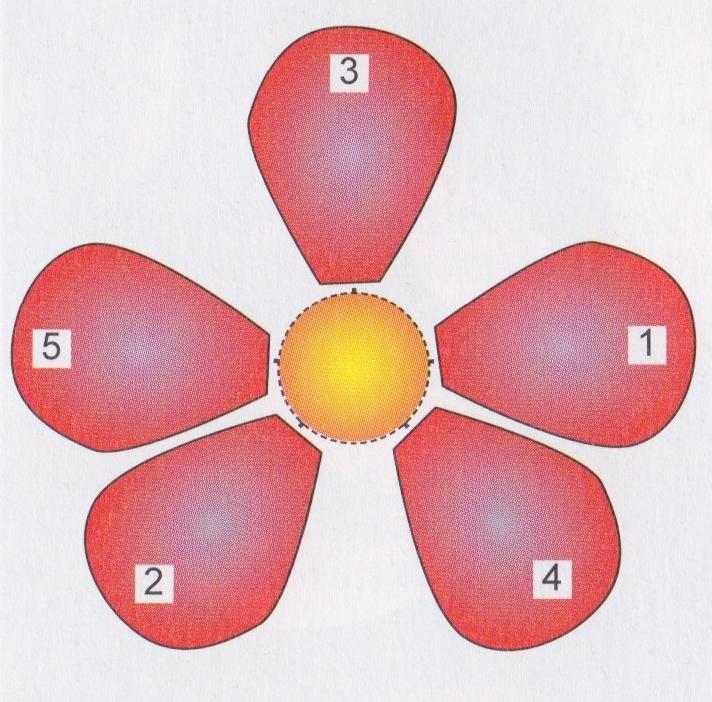 4 Phyllotaxis Das oben gezeigte Bild erscheint uns wie das Zentrum einer Blume die in der Natur wachsen würde.