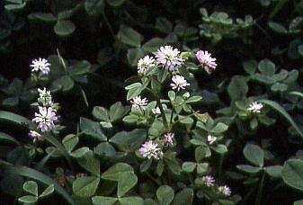 30400 Klee Inkarnatklee (Trifolium incarnatum) Der Wert dieser zweijährigen Futterpflanze wird vielfach unterschätzt.