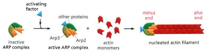 2. Regulation der zytoskeletalen Komponenten Regulation über Zytoskelett-assoziierte Proteine: - Nukleation - Wachstum -