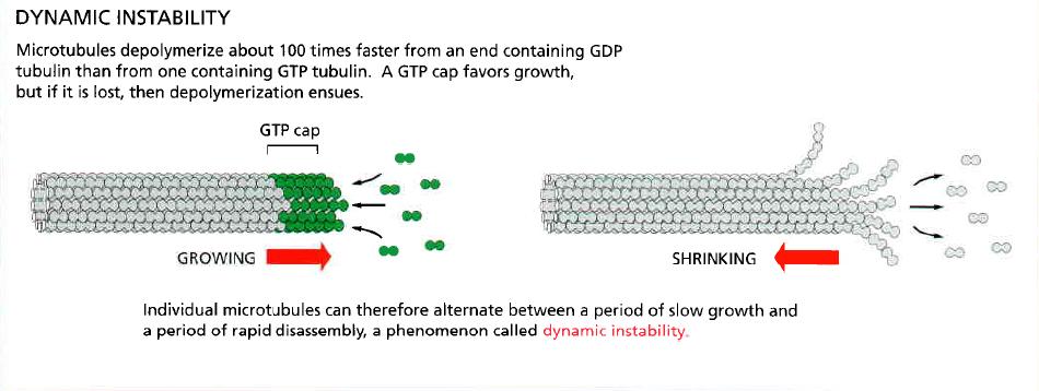 1. Struktur und Dynamik der zytoskeletalen Filamentsysteme Mikrotubuli: - Dynamische Instabilität Tubulin ist GTPase
