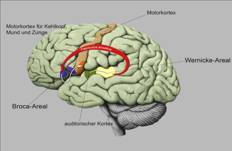 Hirnrindenarealen darstellt und als Verbindungselement dient, sowie der Gyrus angularis.