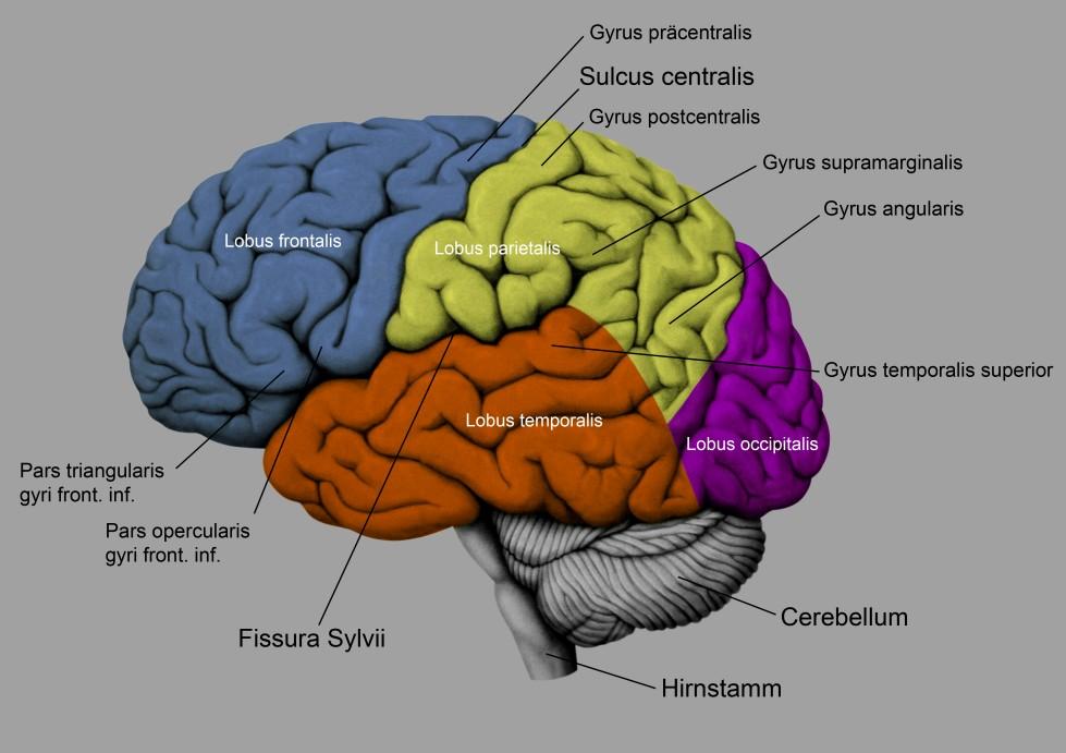 Abbildung 4 - Gehirnübersicht; adaptiert aus Prometheus - Lernatlas der Anatomie, Kopf und Neuroanatomie, von