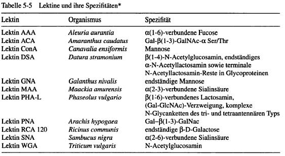 Nachweis von Glykoproteinen auf Blots Glykoproteine können mit Lektinen nachgewiesen werden.