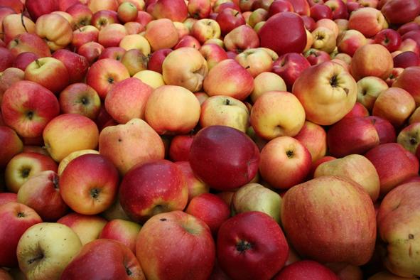 35 8.2 Versuchsplan 2 8.2.1 Einmaischen Abbildung 6: Äpfel VP2 Angeliefert wurden, aufgeteilt auf zwei Lieferungen, einmal 1500kg und 1200kg Pressäpfel verschiedener Sorten.