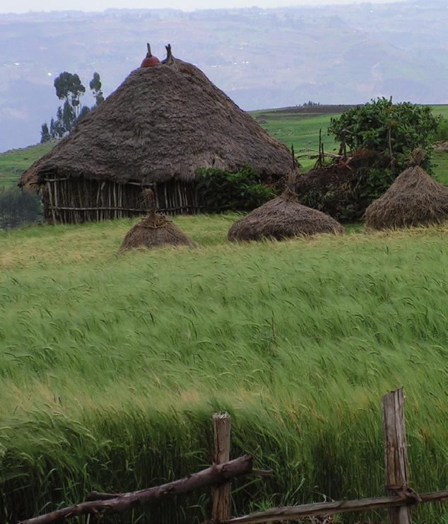 Saatgut-Projekt Äthiopien Saatgutsektor