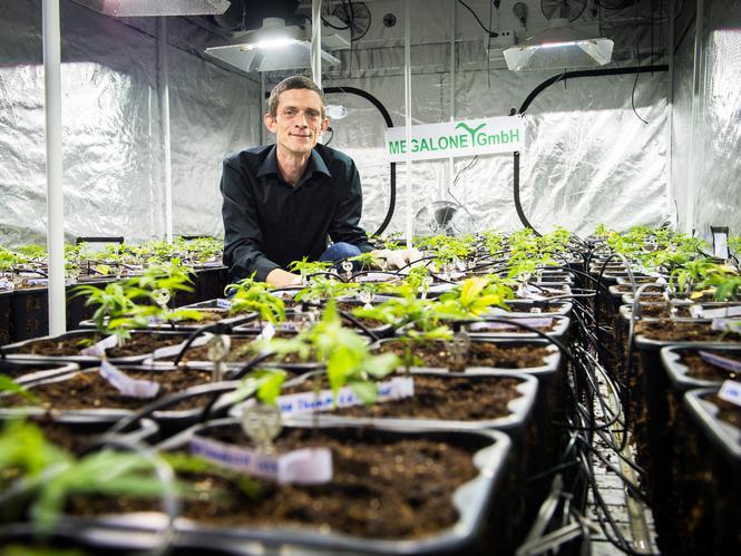 500 Cannabis-Pflanzen In Fischenthal entsteht erste legale Indoor-Anlage Michael Müller pflanzt seit Anfang Mai Hanf in einer Fabrikhalle in Steg an.