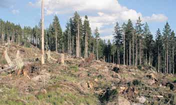 Die restliche Holzmenge von rund 110.000 Festmetern wird seit Mitte März mit allen verfügbaren Kräften aufgearbeitet, um eine Borkenkäfermassenvermehrung zu verhindern.