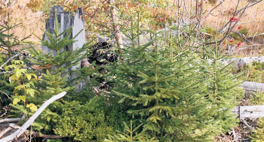 NUMMER 21 UNSER WILDER WALD 3 Der Wald soll so grün wie möglich bleiben Der Orkan Kyrill hat im Januar im Nationalpark Bayerischer Wald 160.