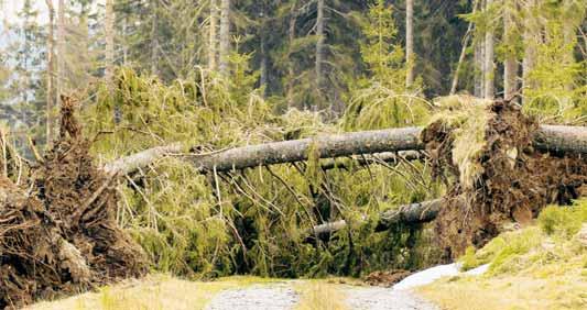 Die Folgen des Orkans Kyrill in den Wäldern des Nationalparks Sumava wurden auf mehr als 800.000 Festmeter Windwurfund Windbruchholz geschätzt. Mehr als 60.