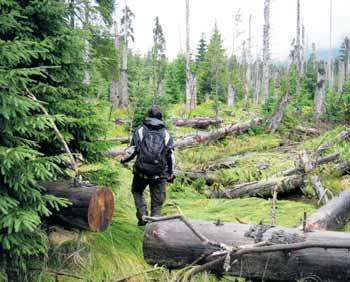 10 UNSER WILDER WALD NUMMER 21 Wilder Wald - was bedeutet Wir Menschen versuchen seit Jahrtausenden, die Natur in ein Korsett zu zwingen, das uns am günstigsten erscheint.