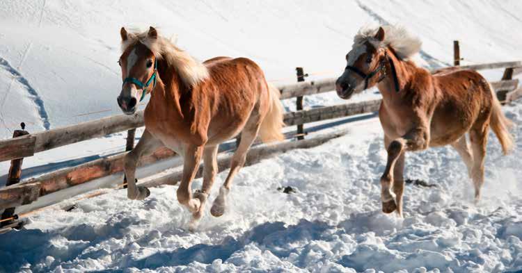 HEIZBARE PFERDE-TRÄNKEBECKEN / FROSTGESCHÜTZTE TRÄNKEN / HEIZGERÄTE Heizbare und frostgeschützte Tränken für Pferde Auf den folgenden Seiten stellen wir Ihnen unsere heizbaren und frostgeschützten