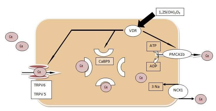 Vitamin D und Niereninsuffizienz Grundlagen und Übersicht über die Literatur 21 Abbildung 4: Regulation des intestinalen epithelialen Kalziumtransports (modifiziert nach 16 ) 2.