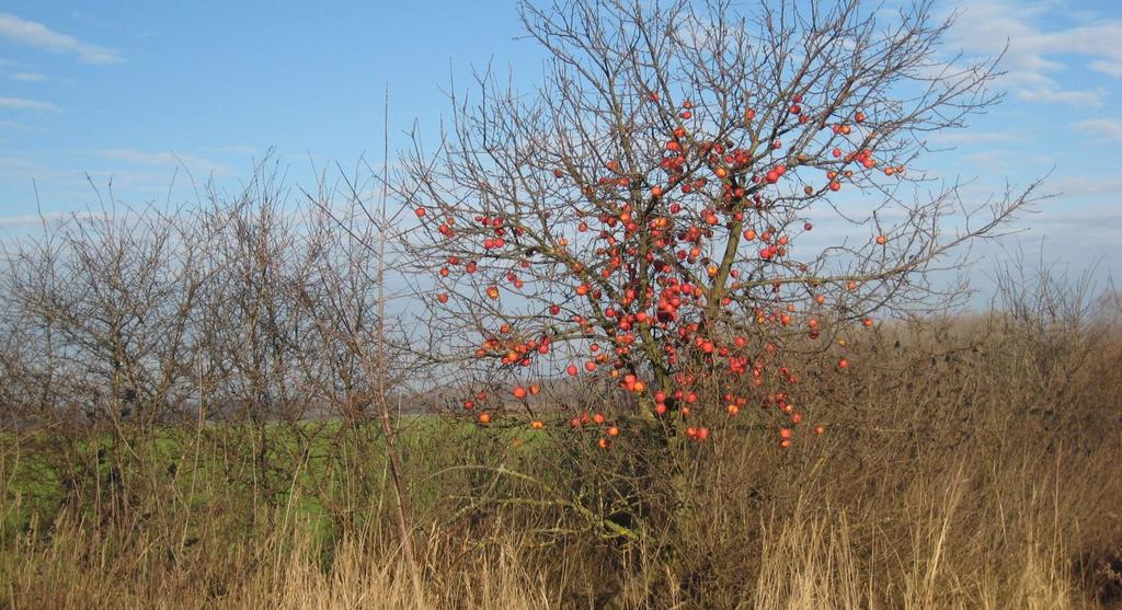 Anlage von 6 km Hecken (Biotopverbundsystem) 4 autochthone Obstbaumarten, 13