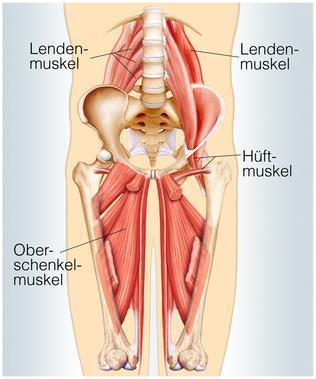 Muskeln der Hüfte -