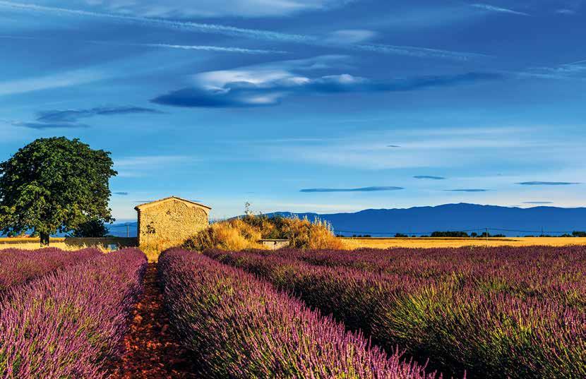 Reisen Provence Provence Vom Licht berührt - vom Duft verführt Die Provence wird auch als Garten der Liebe bezeichnet.