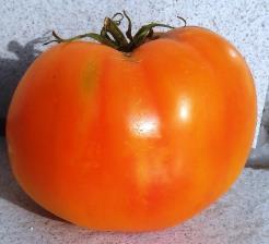 Tomaten-Setzlinge # Foto der Sorte