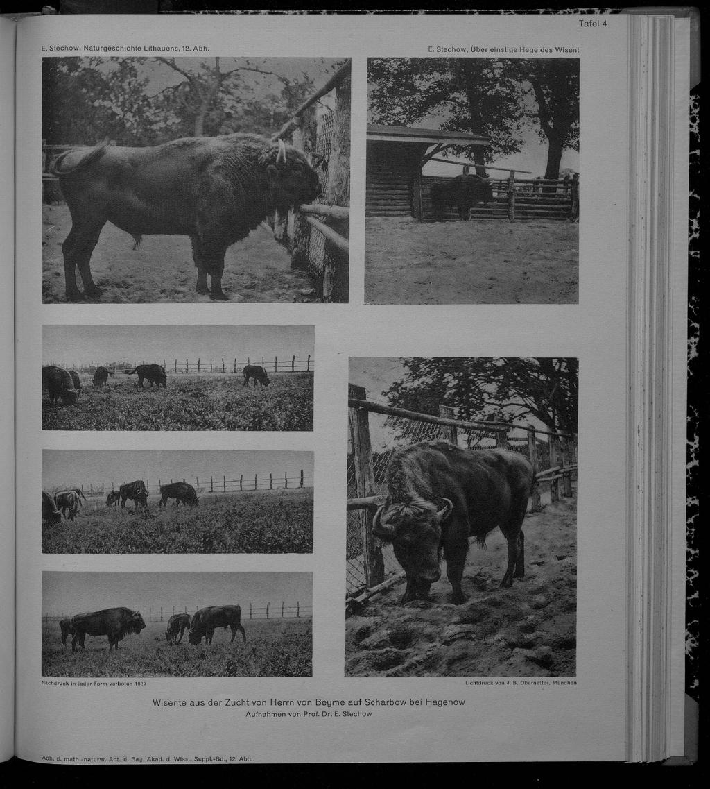 Tafel 4 E. Stechow, Naturgeschichte Lithauens, 12. Abh. E. Stechow, Über einstige Hege des Wisent Lichtdruck von J. B.
