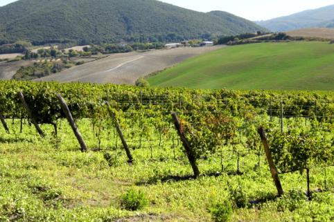 Die Weinberge fallen in den äußersten, nördlichen Zipfel des Montescudaio DOC, eine der ältesten DOC-Zonen der Toskana.