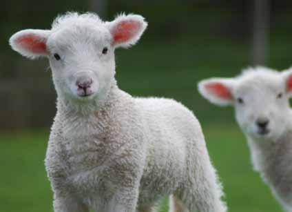 Schon gewusst? Dolly war das erste Säugetier, das durch ein Klonierungsverfahren gezeugt wurde, bei dem ausdifferenzierte, adulte Zellen als Spender der Erbinformation dienen.