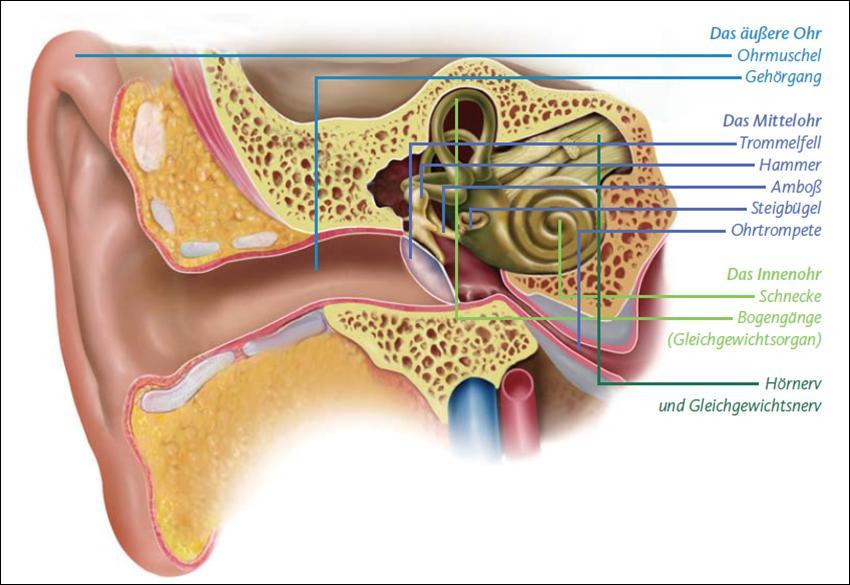 2. Die Gehörphysiologie Das Ohr ist Gehör- und Gleichgewichtsorgan und besteht aus 3 Teilen [Mul09]. Abb.
