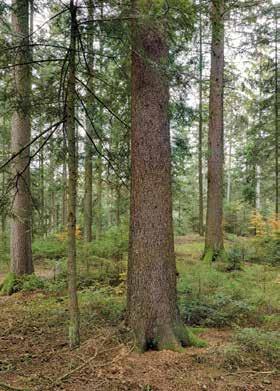 2. Waldaufbau Die n-n- und n-n-n-plenterwälder, welche dem Schattbaumarten-Dauerwald zugeordnet werden, sind gekennzeichnet durch einzelbaumweise Bewirtschaftung, kontinuierliche natürliche