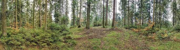 Waldbaulich-ertragskundliche Untersuchungen in verschieden aufgebauten Plenterbeständen auf mittel- bis gutwüchsigen Standorten zeigen, dass ein Plentergleichgewicht bei mittleren Vorräten von 400