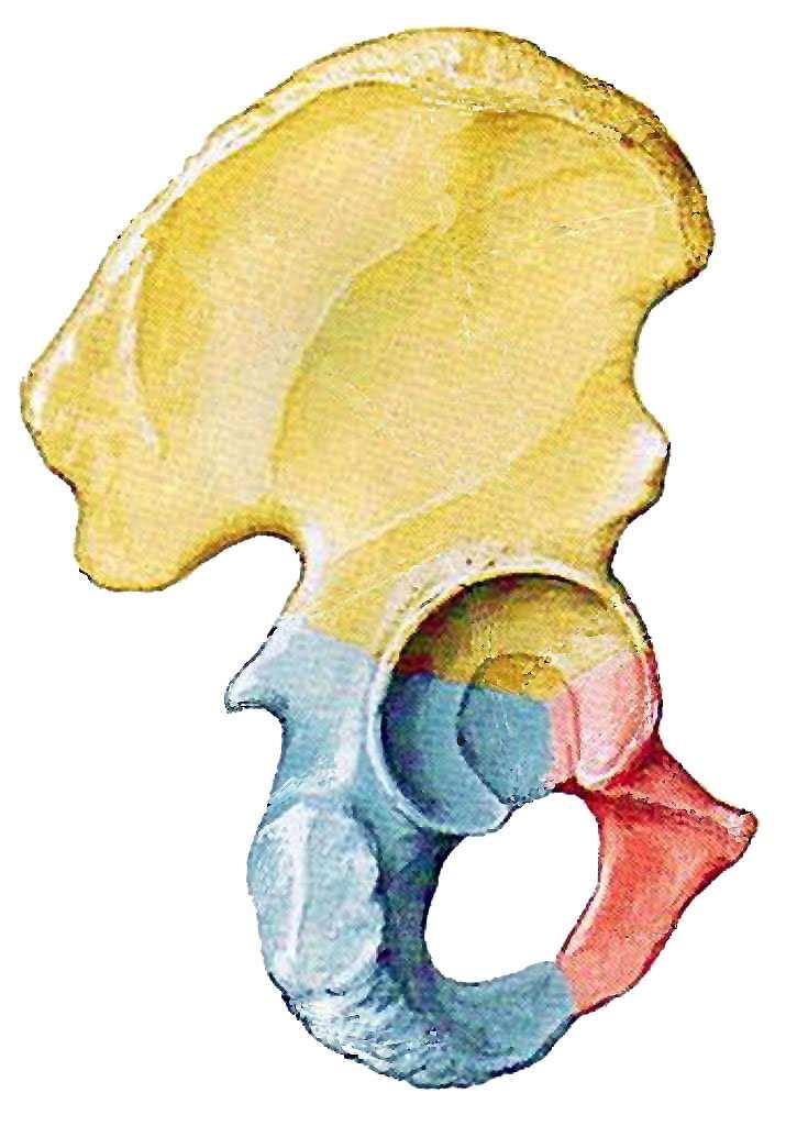 Os ilium Os pubis A Os ischii B Abbildung 2: Aufbau des Os coxae aus drei Knochenanteilen [46]; Ansicht von medial (A) und lateral (B) Das Azetabulum wird umgeben von einem kräftigen knöchernen