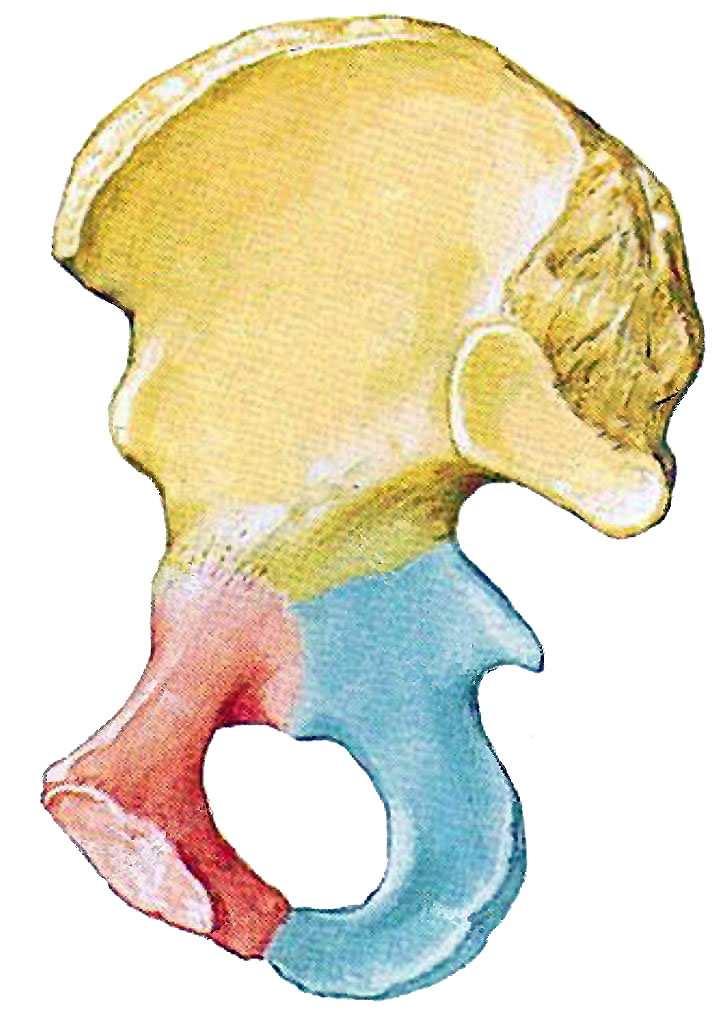 Das Labrum acetabulare, eine ringförmige Gelenklippe aus Faserknorpel, ist am Rand des Azetabulums und am Ligamentum transversum acetabuli befestigt.