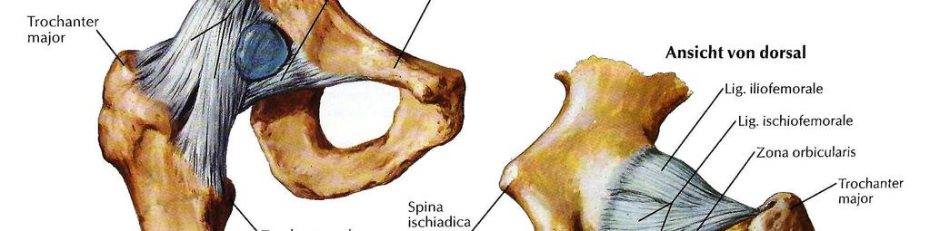 schlingen (Abbildung 3). Abbildung 3: Bänder des rechten Hüftgelenkes: Ansichten von ventral und dorsal [46] Das Ligamentum capitis femoris zieht von der Incisura acetabuli zur Fovea capitis femoris.