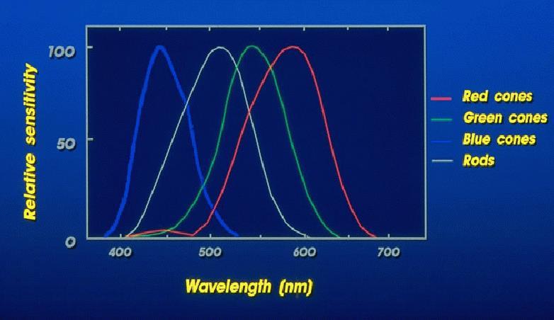 Lichtabsorption der Sehzellen Die verschiedenen Sehzellen unterscheiden sich in ihrem Absorptionsverhalten als auch ihrer Empfindlichkeit.