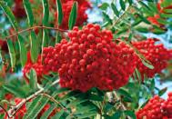 Gewöhnliche Heckenkirsche h (Lonicera xylosteum) Geißblatt-Arten h giftig: Die roten beziehungsweise schwarzen Beeren sind