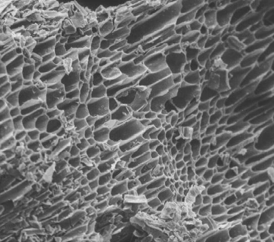 Pflanzenkohle sieht mikroskopisch vergrößert aus wie ein Schwamm mit Hohlräumen und Poren (Abbildung 2), in denen Wasser, Nährstoffe (insbesondere Stickstoffverbindungen, die an der Luft Ammoniak